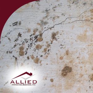 Close-up of wall with mold and cracks
