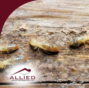 Close-up of active termites infesting and damaging wood.